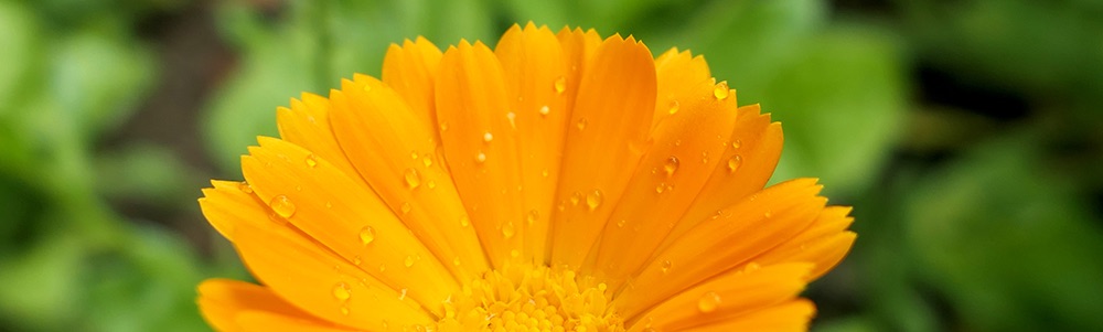 souci calendula